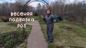 Подвязка плетистых роз. Показываем как закрепить плетистую розу на опоре.