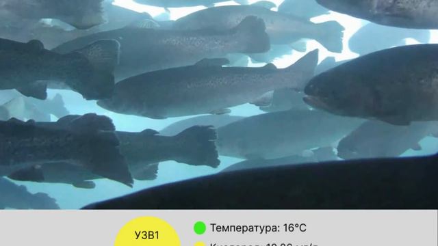 Fish Grow - Видеомониторинг вашей аквафермы