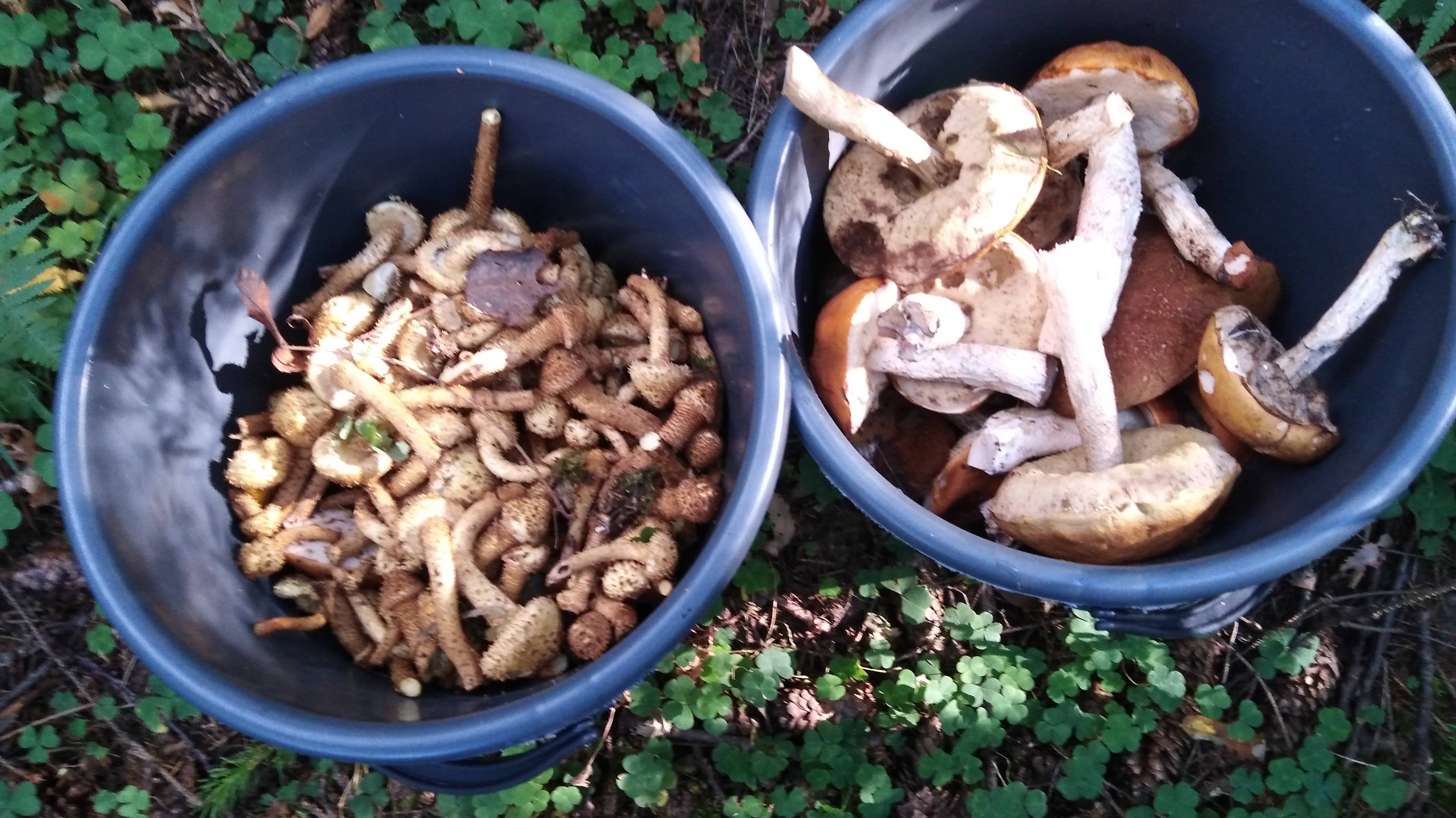 Вылазка в лес за Грибами смотреть онлайн