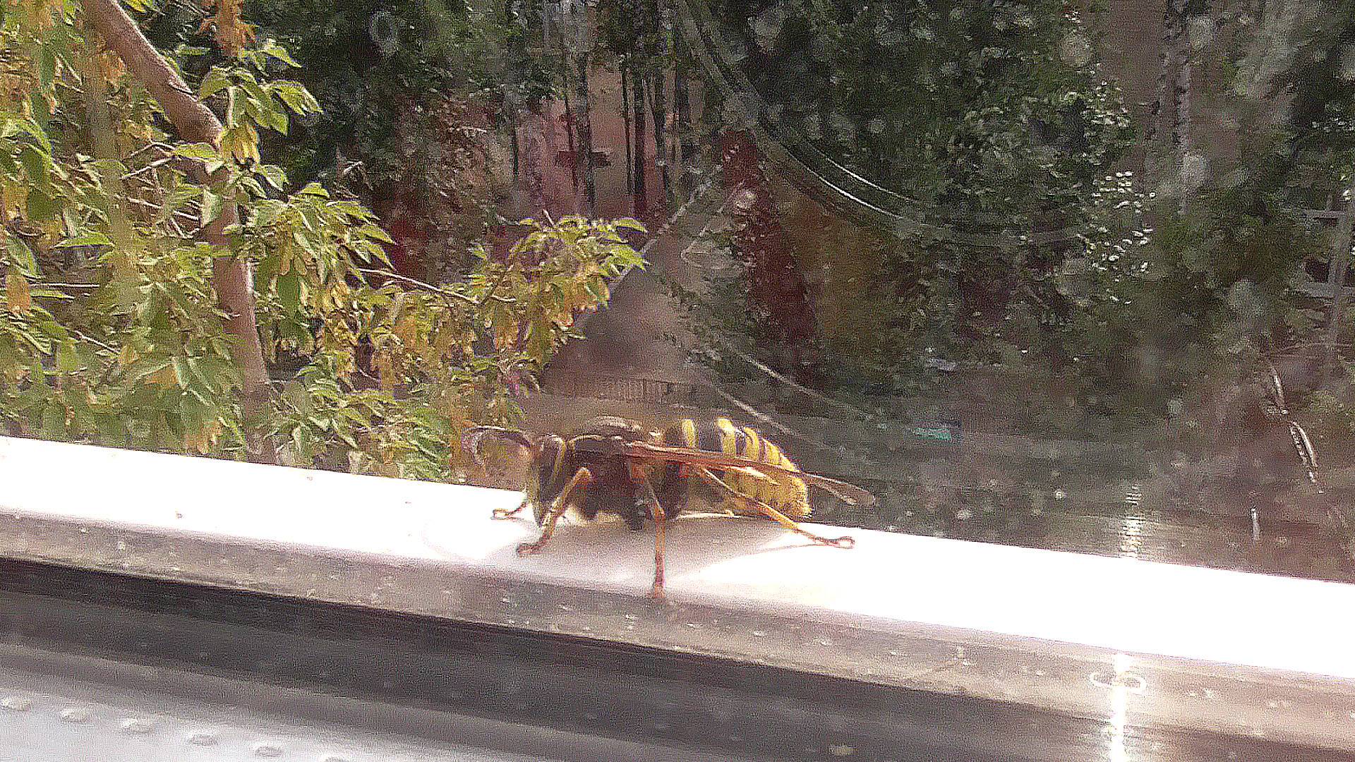 Из жизни насекомых. 31.08.2024 г.