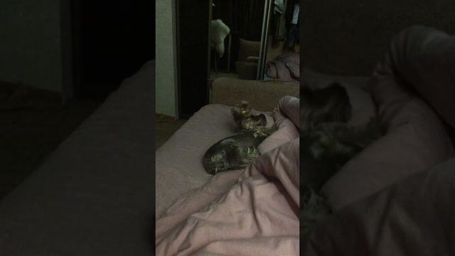 Моей собачонке что-то снится ЖИВОТНЫЕ УМИЛЯЮТ смотреть онлайн