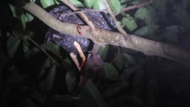 Куршапарак (хуношом) хуни мурғро хурдаистодааст 😱 смотреть онлайн