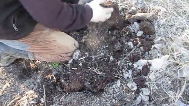 Огромное количество червей в куче перегноя, ферментированного ЭМ смотреть онлайн