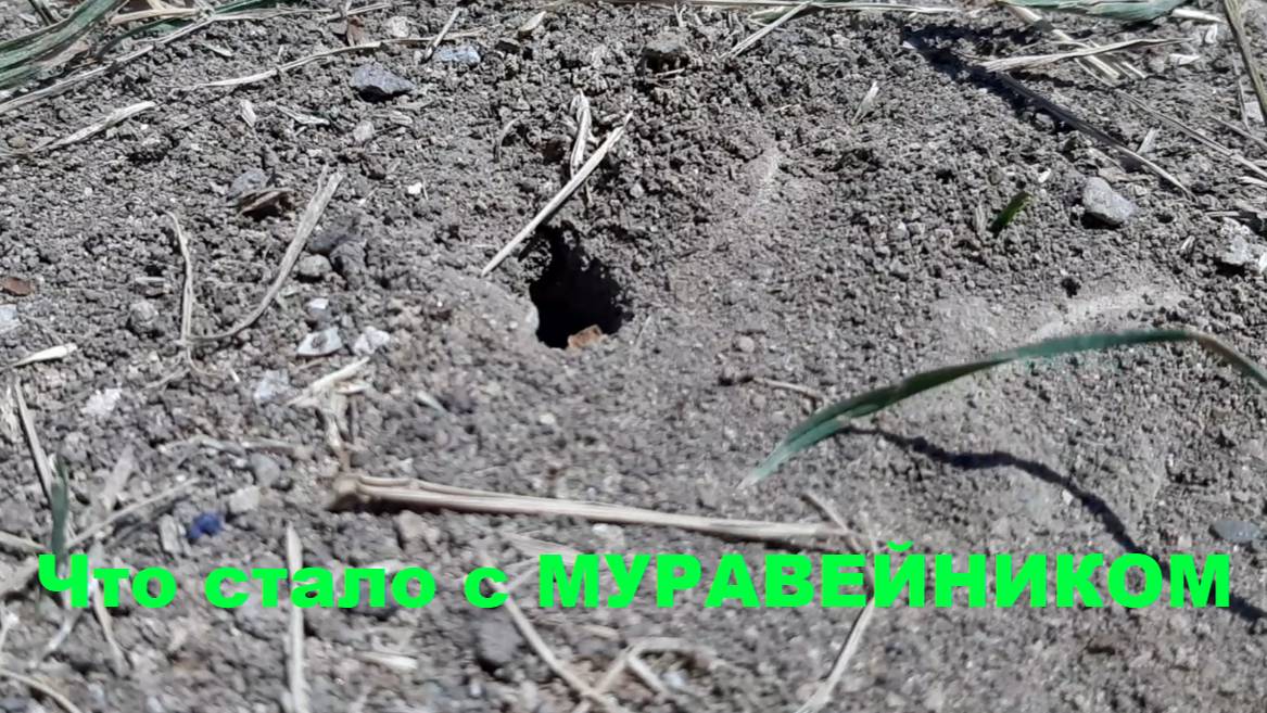 Муравьи 16 серия Что стало с МУРАВЕЙНИКОМ
