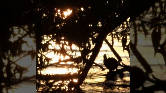 crystal tears смотреть онлайн