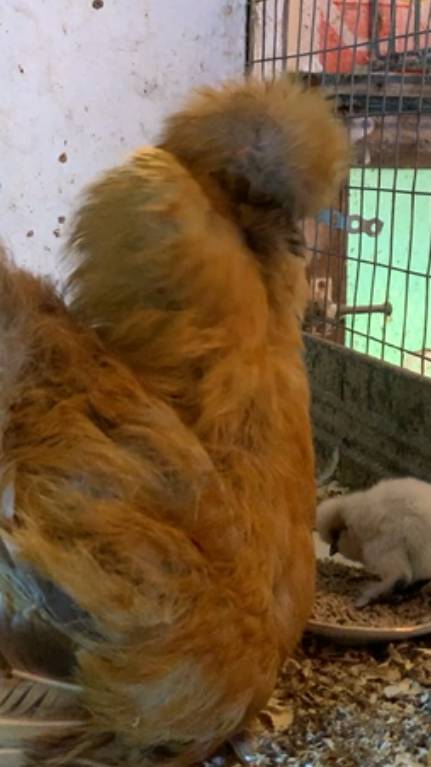 Забавная курица высидела своего цыплёнка