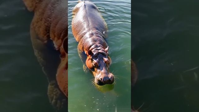 Стихия и животные. смотреть онлайн