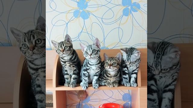 Американский короткошерстный котенок
