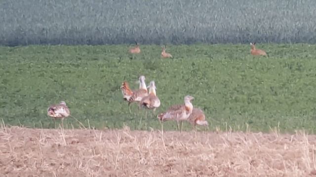 Grote trap baltsen vogelen Brandenburg Duitsland / Great bustard courting Brandenburg Germany #D1 смотреть онлайн