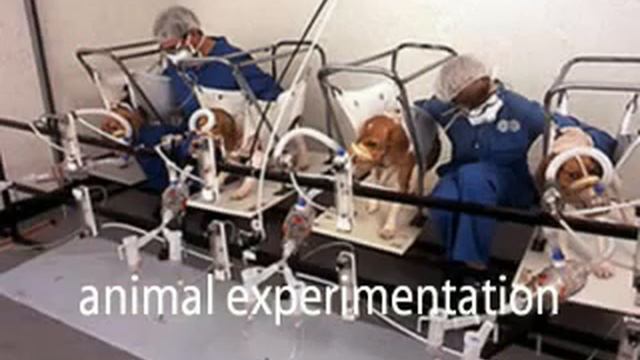 The Case for ANIMAL RIGHTS Prof TOM REGAN смотреть онлайн