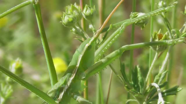 Дыбка степная. Кузнечик из Красной книги ( Saga pedo ) смотреть онлайн