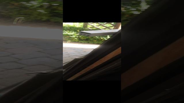 завтрак вороны и кошки.mp4