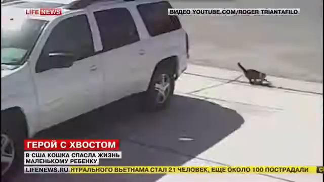 Кошка спасла ребенка смотреть онлайн