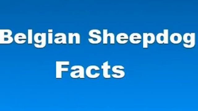 Belgian Sheepdog Facts Facts About Belgian Sheepdogs смотреть онлайн