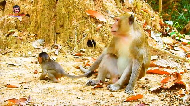 Baby monkey Ara not held captive. However смотреть онлайн