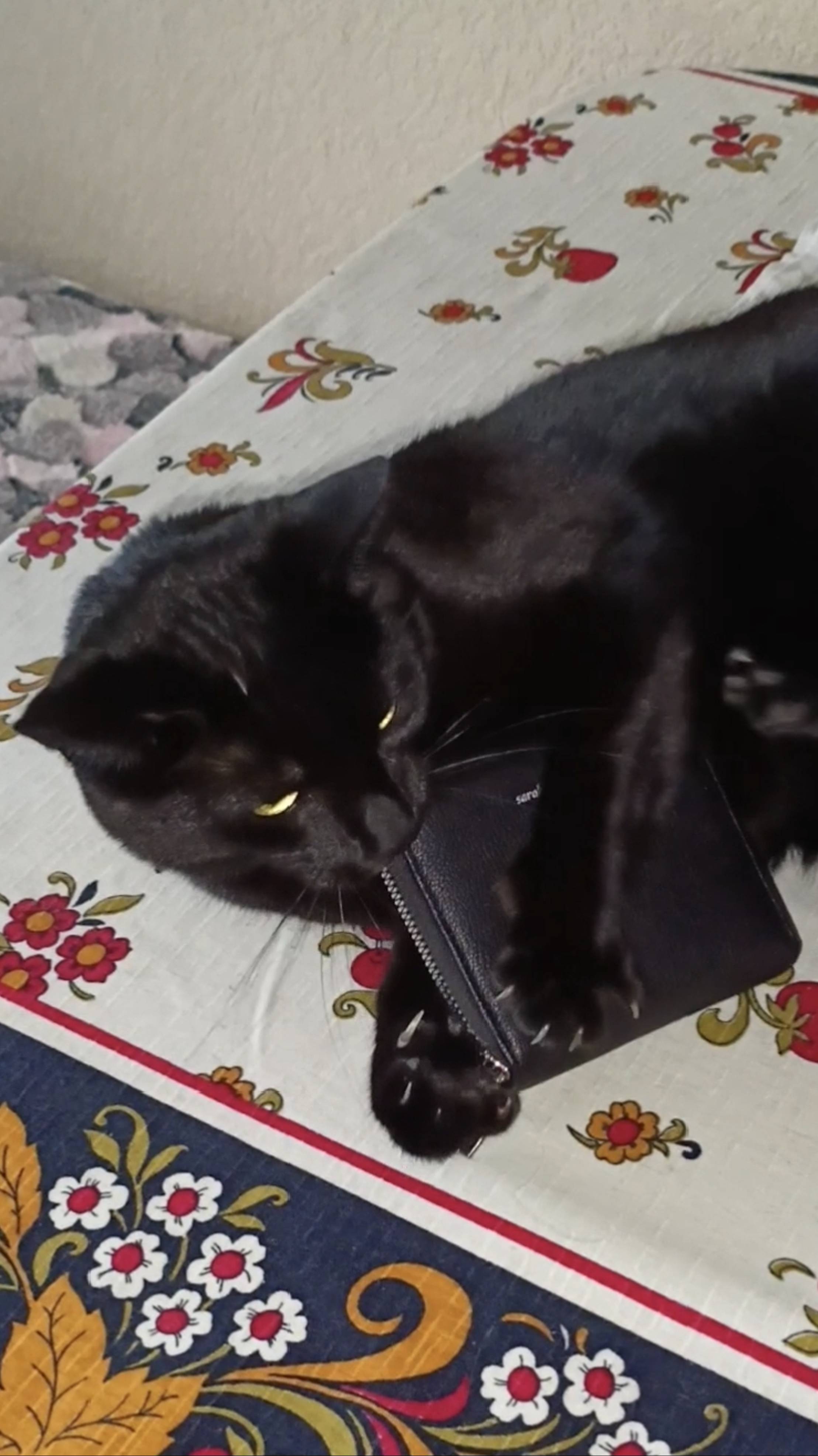 Милый чёрный котик играет кошельком. смотреть онлайн