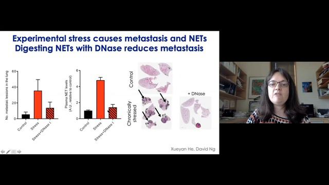 Mikala Egeblad Science Talk: “NETs in Flames: Neutrophil Extracellular Traps in Disease” смотреть онлайн