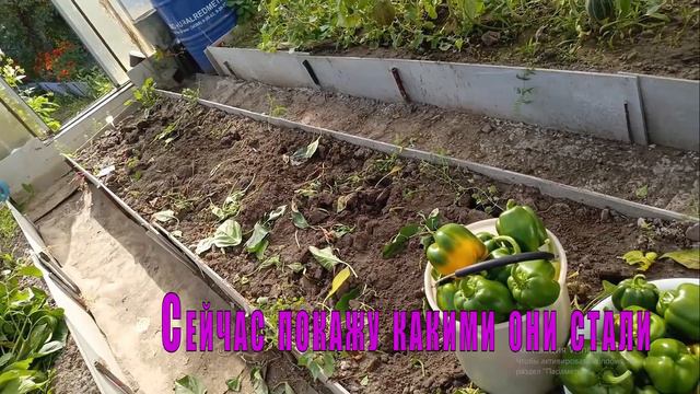 Смотрю что стало с моими перцами смотреть онлайн
