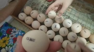 вывод цыплят в Инкубаторе от начало до конца