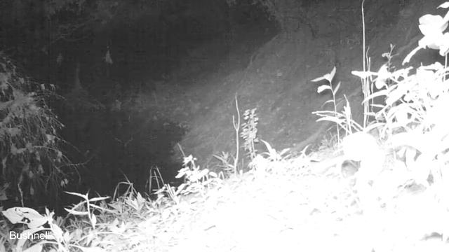 Doe and fawn, Kiamichi River, Pushmataha County, Oklahoma, night смотреть онлайн