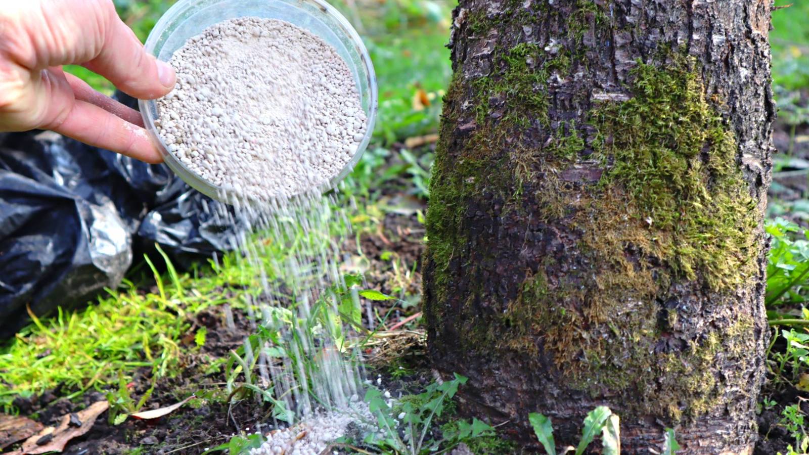 Чем подкормить яблоню осенью в сентябре октябре чтобы будущий год был супер урожайным? смотреть онлайн