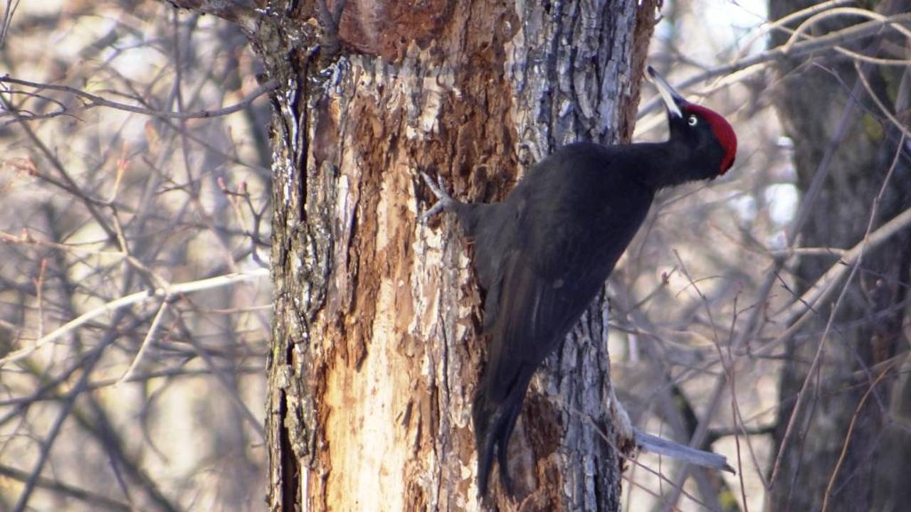 Дробь чёрного дятла ( Dryocopus martius ) смотреть онлайн