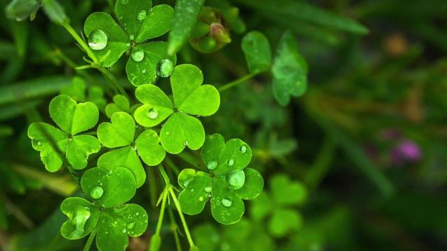 BUENA SUERTE, MALA SUERTE. PROVERBIO CHINO. NARRADO POR VANESSA VARELA смотреть онлайн