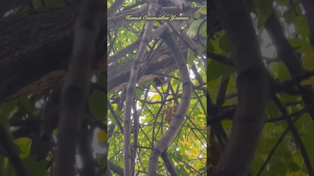 Дятел в центре города смотреть онлайн