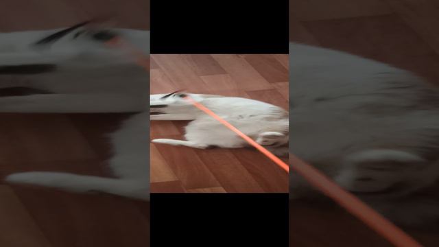 логика котика сигмы