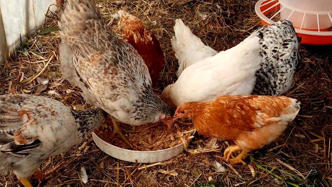 Как ОБЪЕДИНИТЬ ТРИ ПОКОЛЕНИЯ кур. смотреть онлайн