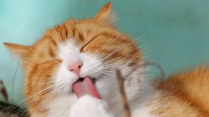Funny Cats  Cat Funny Videos − Funny Cat