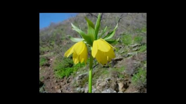 Atilla ilhan-Duvar смотреть онлайн