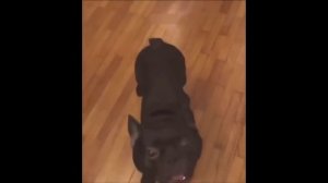 прикольные котики 6 часть