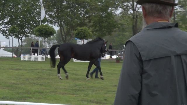 Изложение на коне - Унгария 9-11.05.2019 Hungary horse exhibition смотреть онлайн