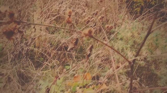 Letters to Autumn ||| 25 | 2020 | Anna Arden смотреть онлайн