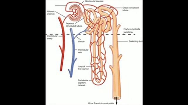 Excretion in plants and animals For Class X (According to MBOSE and CBSE Board) смотреть онлайн