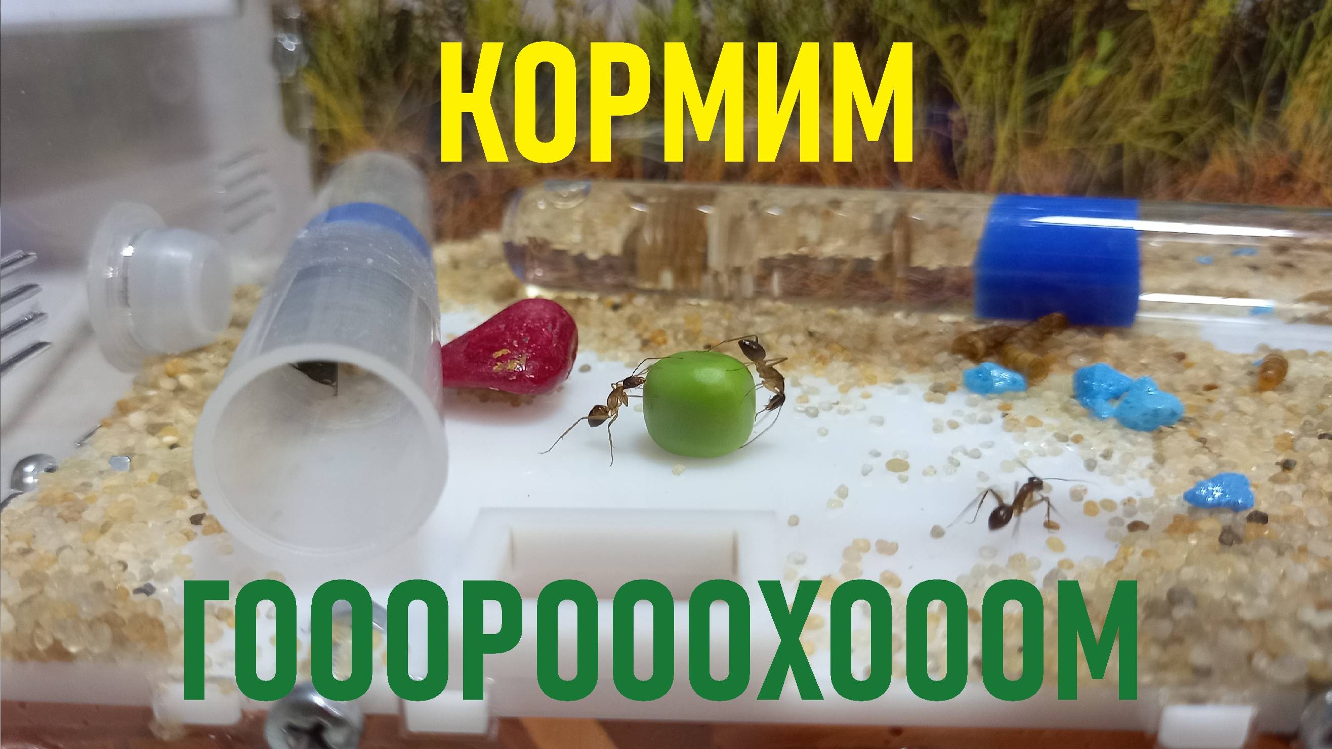 Муравьи 12 серия кормим ГОООРОООХООМ