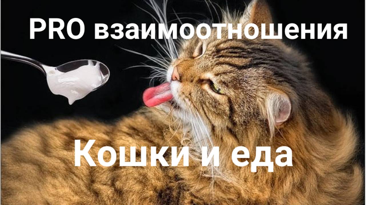 Взаимоотношения кошек и еды