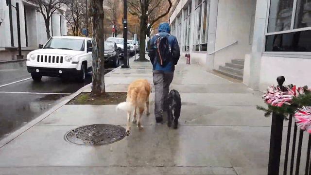 Knoxville Dog Trainers - Underconfident and Fearful Pyr Mix Makes HUGE Strides! смотреть онлайн