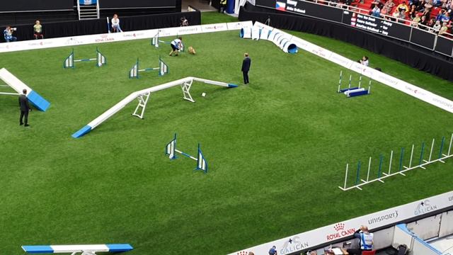 NANY Jitka Hrdinova Medium Agility AWC 2019 смотреть онлайн