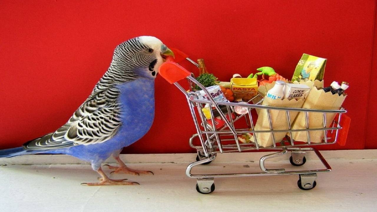 ГОВОРЯЩИЕ И САМЫЕ СМЕШНЫЕ ПОПУГАИ со всего мира | ПРИКОЛЫ С ПОПУГАЯМИ | FUNNY PARROTS часть 5 смотреть онлайн
