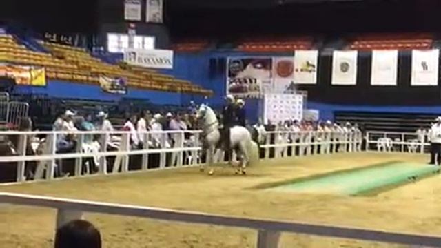 Mundial de jinetes y Amazonas Daniel Buitrago campeón mundial смотреть онлайн