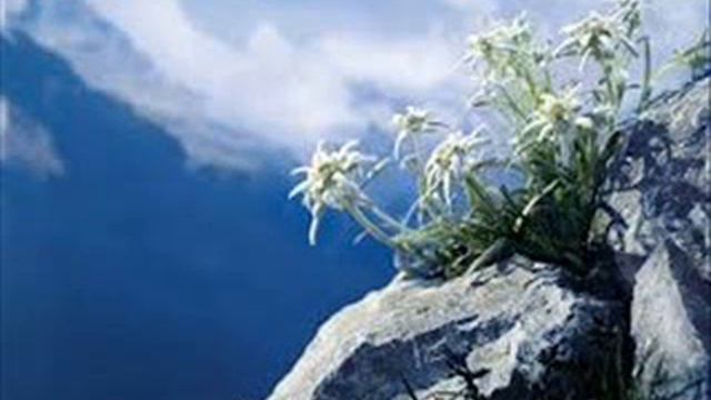 Peter Bradley-Fulgoni plays Lange Edelweiss смотреть онлайн