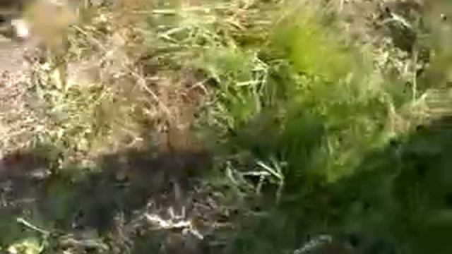 Letni salat hfm c смотреть онлайн