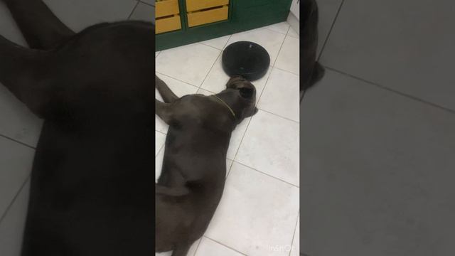 Отвали…#канекорсо #canecordo #собака