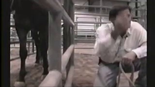 Frank Bell at the Tooele Wild Horse Workshop смотреть онлайн