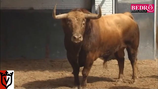Madrid - Feria De San Isidro 18 - Toros De Juan Pedro Domecq En Corral De Plaza De Toros Las Ventas смотреть онлайн