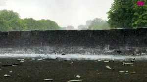 Черная смородина