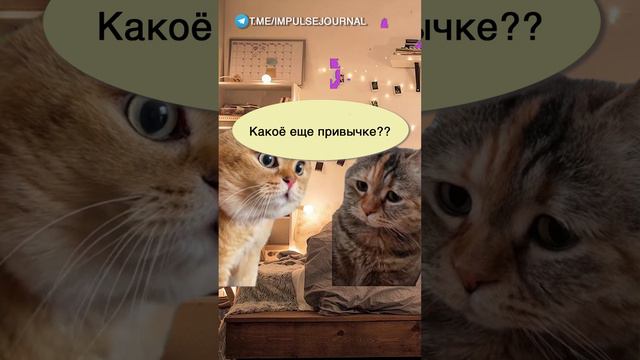 Рабочая схема #мыкотики #вмем #разговор #анекдот #шутки #кот #юмор #смешное #прикольно #мемы #cat смотреть онлайн