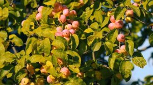 Чувственный Саксофон.Самая&Galina